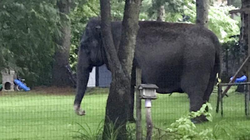 An elephant walks in the yard of home, Friday, June 30, 2017, in Baraboo, Wis. Law enforcement officers quickly got in touch with the nearby Circus World Museum, home to the wandering pachyderm. A trainer arrived and led the elephant back to the circus complex. (Jaime Peterson via AP) An elephant walks in the yard of home, Friday, June 30, 2017, in Baraboo, Wis. Law enforcement officers quickly got in touch with the nearby Circus World Museum, home to the wandering pachyderm. A trainer arrived and led the elephant back to the circus complex. (Jaime Peterson via AP)
