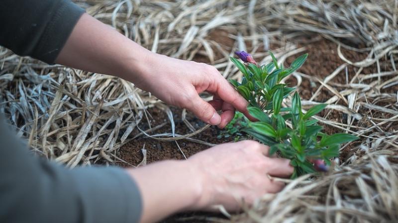 Lifestyle changes, like gardening, which has a more holistic approach can help cancer survivors get healthier. (Photo: Pixabay) Lifestyle changes, like gardening, which has a more holistic approach can help cancer survivors get healthier. (Photo: Pixabay)