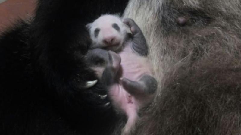 The birth of a panda at a Tokyo zoo last month, the first in five years, sparked panda fever in the capital. (Photo: AFP) The birth of a panda at a Tokyo zoo last month, the first in five years, sparked panda fever in the capital. (Photo: AFP)