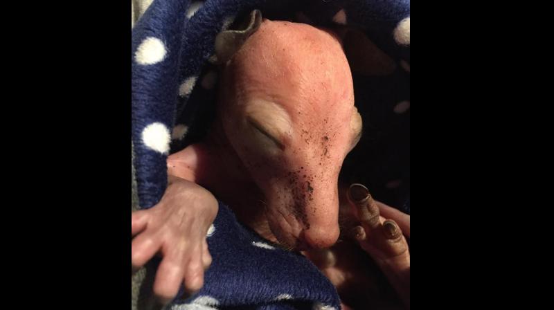 Dawson, the joey at the rescue centre (Photo: Facebook) Dawson, the joey at the rescue centre (Photo: Facebook)