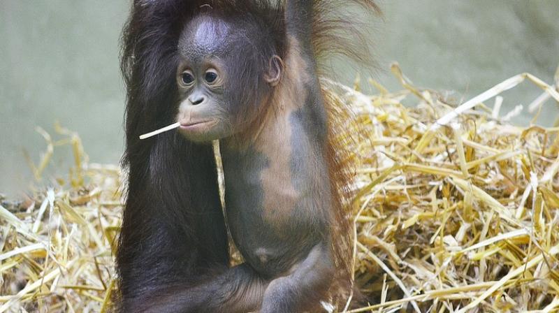 Study published Thursday in the journal Current Biology said there are no more than 800 of the primates, which researchers named Pongo tapanuliensis, making it the most endangered great ape species. (Photo: Pixabay) Study published Thursday in the journal Current Biology said there are no more than 800 of the primates, which researchers named Pongo tapanuliensis, making it the most endangered great ape species. (Photo: Pixabay)