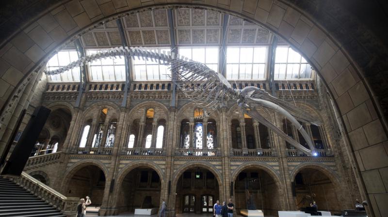 A blue whale skeleton is exhibited in the Hintze Hall at the Natural History Museum in London, Thursday July 13, 2017, replacing the Diplodocus dinosaur which will go on a tour of Britain. Britain's Kate, Duchess of Cambridge, Patron of the Natural History Museum, is due to attend the opening of the museum's new Hintze Hall on Thursday. (Steve Parsons/PA via AP) A blue whale skeleton is exhibited in the Hintze Hall at the Natural History Museum in London, Thursday July 13, 2017, replacing the Diplodocus dinosaur which will go on a tour of Britain. Britain's Kate, Duchess of Cambridge, Patron of the Natural History Museum, is due to attend the opening of the museum's new Hintze Hall on Thursday. (Steve Parsons/PA via AP)