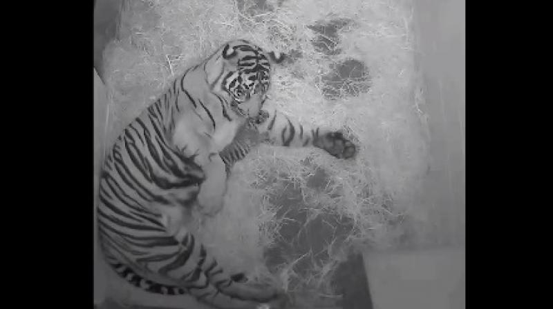 Damai and her new cup caught on tape (Photo: Youtube) Damai and her new cup caught on tape (Photo: Youtube)