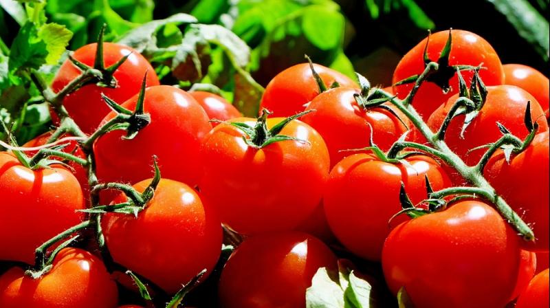 Lycopene, primary carotenoid in tomatoes, has been shown to be most effective antioxidant of the UV pigmentation (Photo: Pixabay) Lycopene, primary carotenoid in tomatoes, has been shown to be most effective antioxidant of the UV pigmentation (Photo: Pixabay)