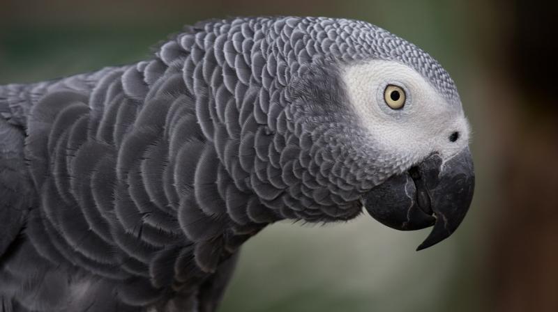 Officers sent to the scene found there was a loud argument going on — but it was between a 22-year-old man and a parrot. (Photo: Pixabay) Officers sent to the scene found there was a loud argument going on — but it was between a 22-year-old man and a parrot. (Photo: Pixabay)