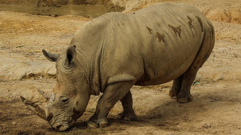 Breeders believe open trade is the only way to stop poachers slaughtering rhino. (Photo: Pixabay) Breeders believe open trade is the only way to stop poachers slaughtering rhino. (Photo: Pixabay)