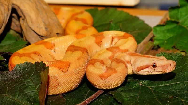 The constrictor was one of two she had rescued the day before (Representational Photo: Pixabay) The constrictor was one of two she had rescued the day before (Representational Photo: Pixabay)