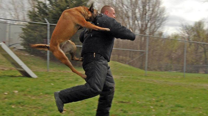 The offender sank his teeth into the six-year-old police dog after it managed to capture him in the middle of the road (Representational Photo: Pixabay) The offender sank his teeth into the six-year-old police dog after it managed to capture him in the middle of the road (Representational Photo: Pixabay)