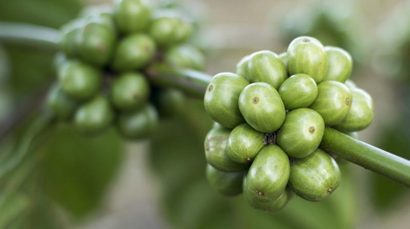 Green coffee beans are rich in antioxidant. It reduces the damaging effects of free radicals in body (Photo: Pixabay) Green coffee beans are rich in antioxidant. It reduces the damaging effects of free radicals in body (Photo: Pixabay)