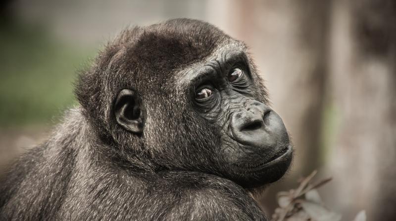 The agency said the seven animals are valued at Rs 81 lakh, with each chimpanzee worth Rs 25 lakh and a marmoset, a species of small long-tailed South American monkeys, about Rs 1.5 lakh. The case pertains to West Bengal government's complaint against alleged smuggler Supradip Guha for ‘illegal possession’ of wild animals. (Photo: Pixabay | Representational) The agency said the seven animals are valued at Rs 81 lakh, with each chimpanzee worth Rs 25 lakh and a marmoset, a species of small long-tailed South American monkeys, about Rs 1.5 lakh. The case pertains to West Bengal government's complaint against alleged smuggler Supradip Guha for ‘illegal possession’ of wild animals. (Photo: Pixabay | Representational)