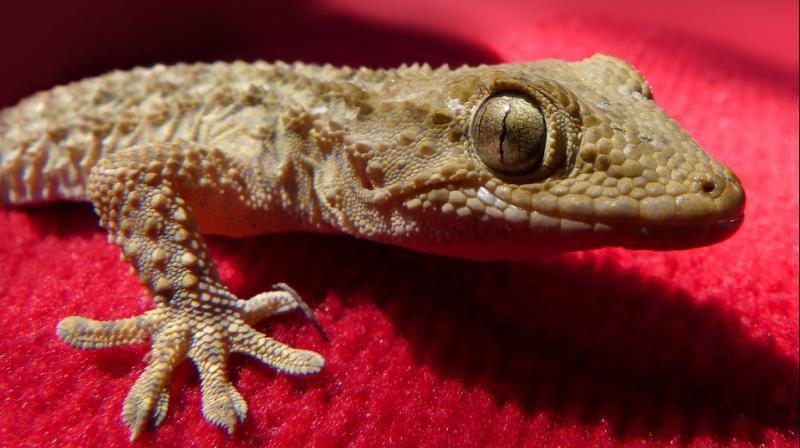 According to the lawsuit, the geckos had not been decomposed at all and were likely alive when the beer was poured and sealed (Photo: Pixabay) According to the lawsuit, the geckos had not been decomposed at all and were likely alive when the beer was poured and sealed (Photo: Pixabay)