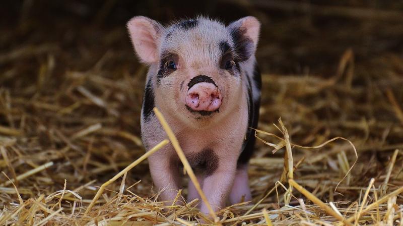 Humans can already receive pig heart valves and pancreases, but scientists have long sought to make their entire organs, which grow to around human size, available for harvest. (Photo: Pixabay) Humans can already receive pig heart valves and pancreases, but scientists have long sought to make their entire organs, which grow to around human size, available for harvest. (Photo: Pixabay)
