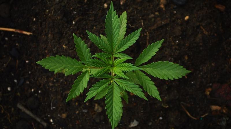 A university in the United States offering marijuana degree. (Photo: Pixabay) A university in the United States offering marijuana degree. (Photo: Pixabay)