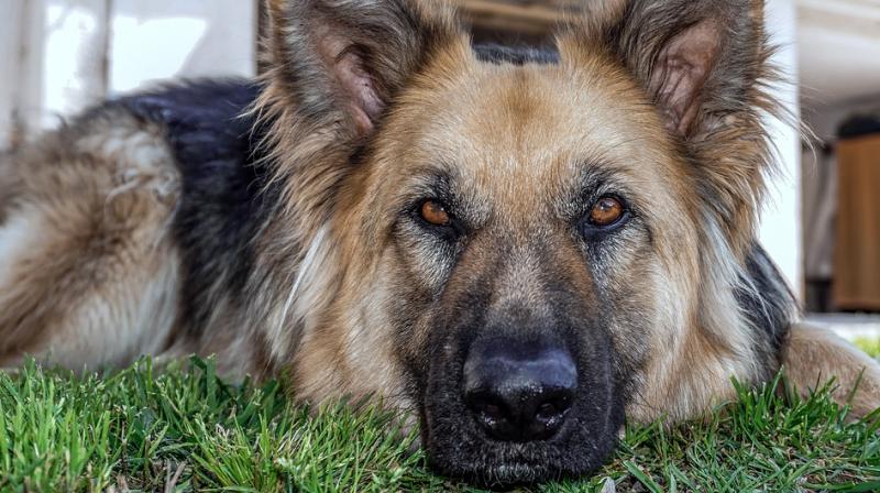 Sniffer dogs can now detect malaria in socks used by humans. (Photo: Pixabay) Sniffer dogs can now detect malaria in socks used by humans. (Photo: Pixabay)