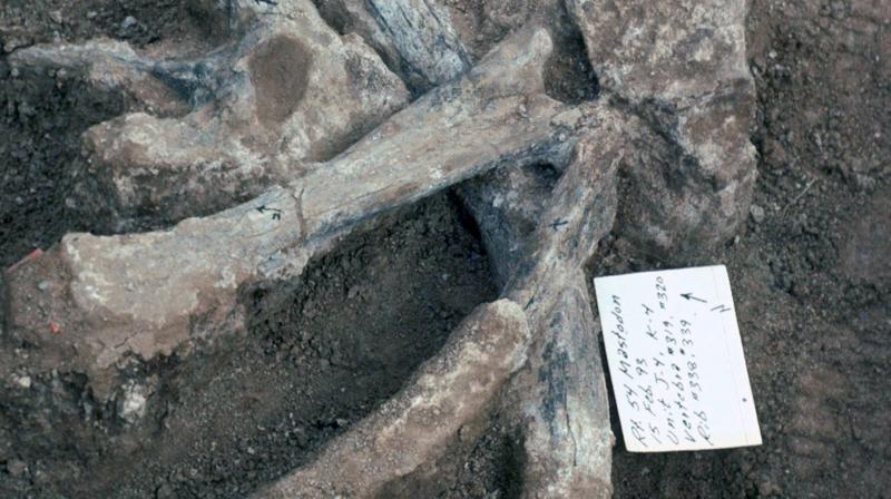 The bone fragments showing proof were discovered in 1992 during construction work to expand an expressway in San Diego. (Photo: San Diego Natural History Museum) The bone fragments showing proof were discovered in 1992 during construction work to expand an expressway in San Diego. (Photo: San Diego Natural History Museum)