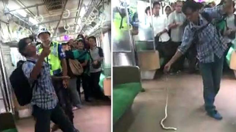 It is not clear what kind of serpent it was, nor whether it was venemous (Photo: YouTube) It is not clear what kind of serpent it was, nor whether it was venemous (Photo: YouTube)
