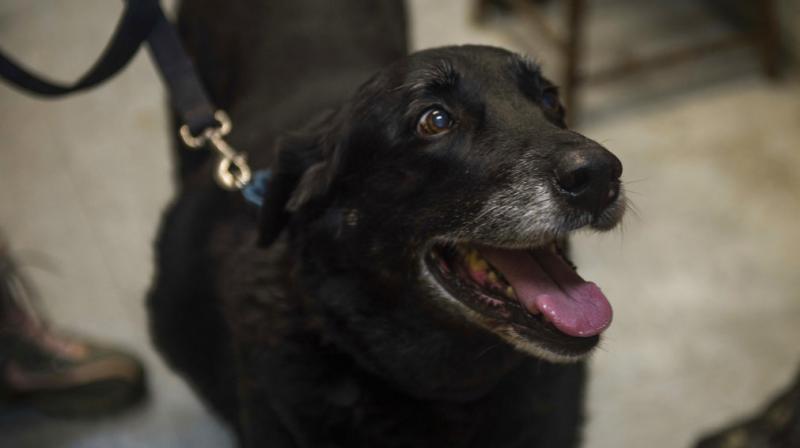 Distressing footage shows the moment the barely alive stray pooch was inspected near the Dadu Bridge in Taiwan's Wuri District. (Representational Image/ AP) Distressing footage shows the moment the barely alive stray pooch was inspected near the Dadu Bridge in Taiwan's Wuri District. (Representational Image/ AP)