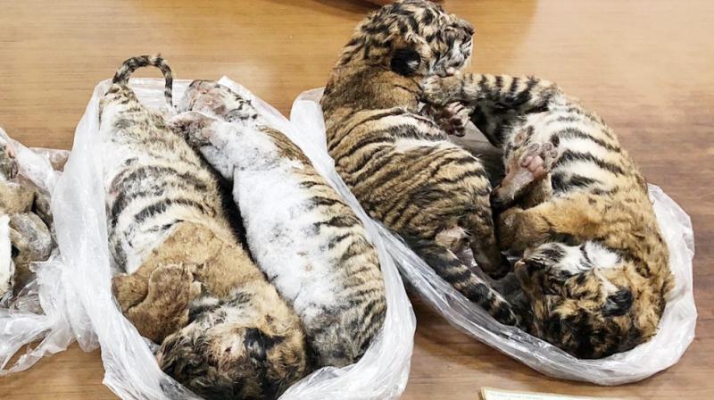 All seven tigers appeared to be cubs, according to photos of the seizure. (Photo: AFP) All seven tigers appeared to be cubs, according to photos of the seizure. (Photo: AFP)