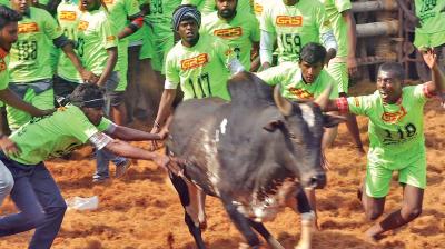 Madurai Men Take Most Prizes At Tirupur Jallikattu