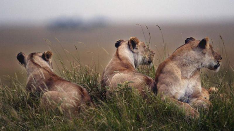 In the wild lions are often killed if they are seen too old or unfit to rule the pride (Photo: AFP) In the wild lions are often killed if they are seen too old or unfit to rule the pride (Photo: AFP)