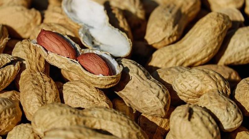 About 20 percent of kids getting the peanut powder dropped out of the study, 12 percent due to reactions or other problems. (Photo: Pixabay) About 20 percent of kids getting the peanut powder dropped out of the study, 12 percent due to reactions or other problems. (Photo: Pixabay)