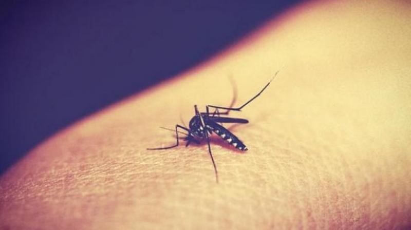 Two IT professionals residing in Selliamman Koil Street in Irumbuliyur in East Tambaram were rumored to have been admitted to Tambaram Taluk government hospital in Chrompet due to dengue fever. Two IT professionals residing in Selliamman Koil Street in Irumbuliyur in East Tambaram were rumored to have been admitted to Tambaram Taluk government hospital in Chrompet due to dengue fever.