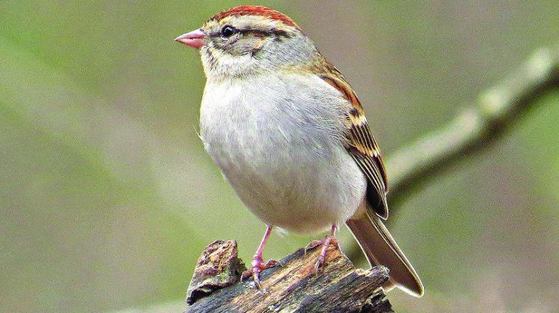 A red flag was raised by environmentalists due to the sudden disappearance of the house sparrows. These birds are sensitive to environmental hazards. A red flag was raised by environmentalists due to the sudden disappearance of the house sparrows. These birds are sensitive to environmental hazards.
