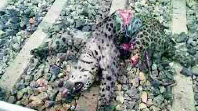 The carcass of a leopard found on the railway track in Devarkadra mandal. The carcass of a leopard found on the railway track in Devarkadra mandal.