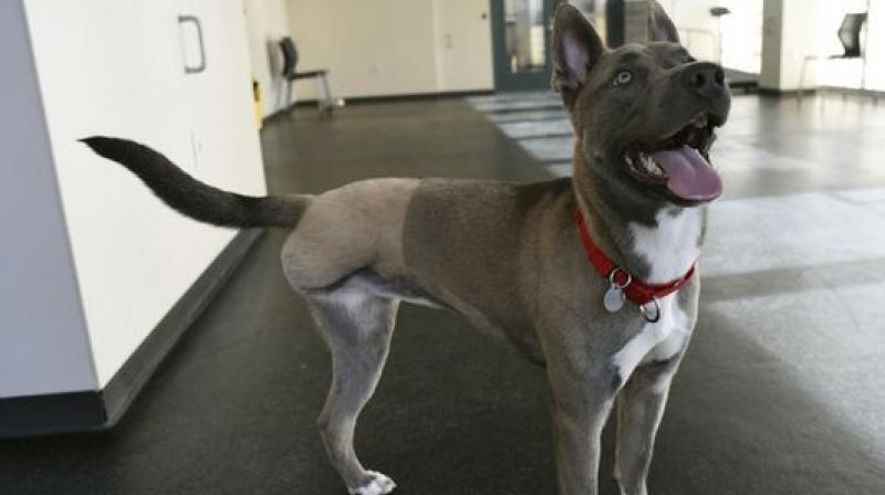 The mixed-breed dog, renamed Sally, was rescued, underwent amputation and is now in a loving home. The mixed-breed dog, renamed Sally, was rescued, underwent amputation and is now in a loving home.
