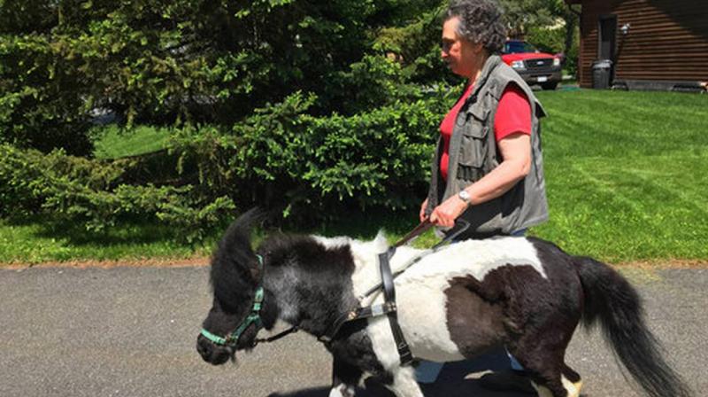 The little horse was stricken with a life-threatening intestinal blockage about a year ago, and Edie and her husband have drained more than $30,000 from their retirement nest egg to pay for surgery and advanced veterinary care. (Photo: AP) The little horse was stricken with a life-threatening intestinal blockage about a year ago, and Edie and her husband have drained more than $30,000 from their retirement nest egg to pay for surgery and advanced veterinary care. (Photo: AP)