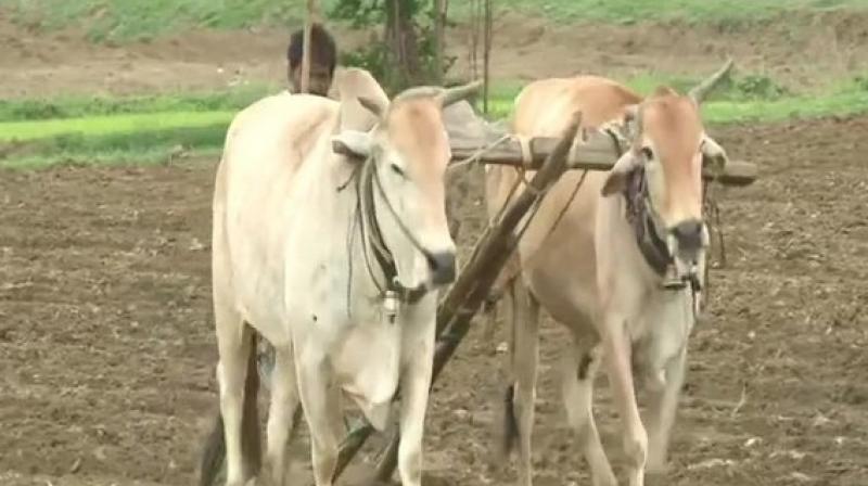 The India Meteorological Department (IMD) has said light spells of rain are expected in the region over the next three days. (Photo: ANI) The India Meteorological Department (IMD) has said light spells of rain are expected in the region over the next three days. (Photo: ANI)