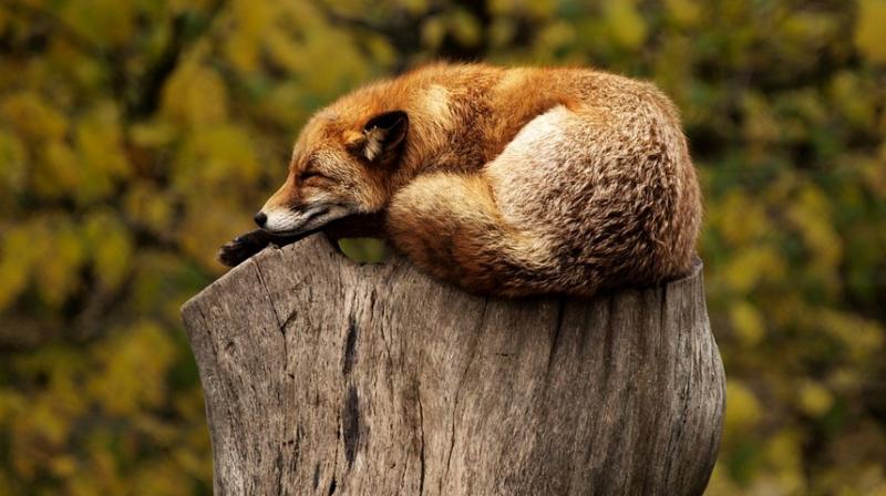 Pollution can alter wildlife behaviour. (Photo: Pixabay) Pollution can alter wildlife behaviour. (Photo: Pixabay)