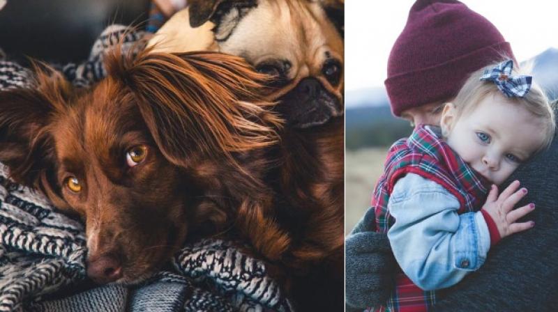 Dogs have toddlers' level of emotional awareness, study claims (Photo: Pexels) Dogs have toddlers' level of emotional awareness, study claims (Photo: Pexels)