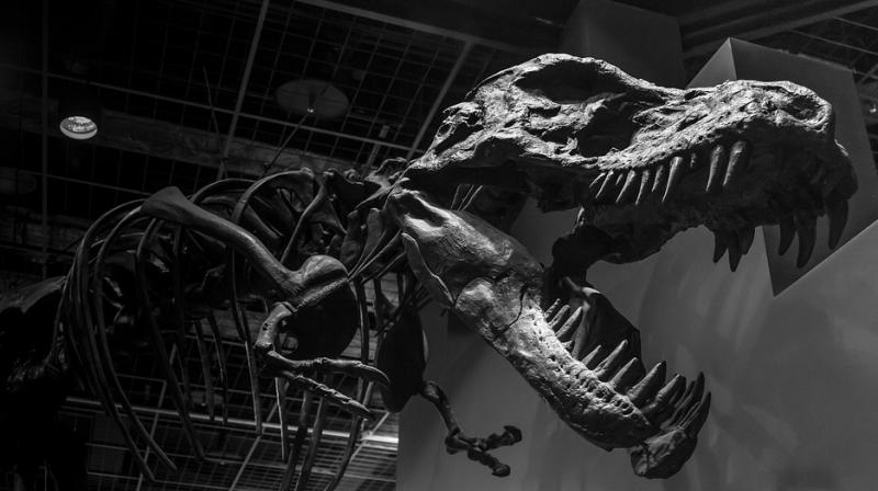 The massive skeleton is the culmination of a decades long quest by the National Museum of Natural History to acquire a rare and coveted T. rex skeleton. (Photo: Representational/Pixabay) The massive skeleton is the culmination of a decades long quest by the National Museum of Natural History to acquire a rare and coveted T. rex skeleton. (Photo: Representational/Pixabay)