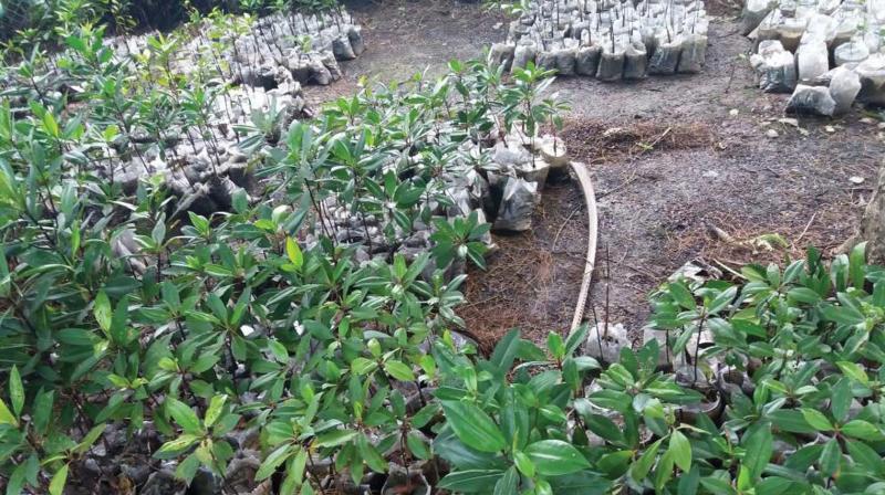 Mangrove saplings being readied for planting. Mangrove saplings being readied for planting.