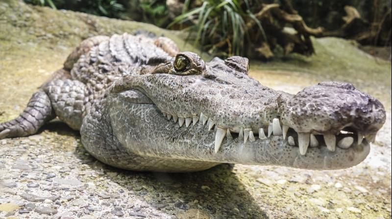 The Khao Yai National Park authorities said that signboards were put up warning visitors about the crocodiles. (Photo: Pixabay) The Khao Yai National Park authorities said that signboards were put up warning visitors about the crocodiles. (Photo: Pixabay)