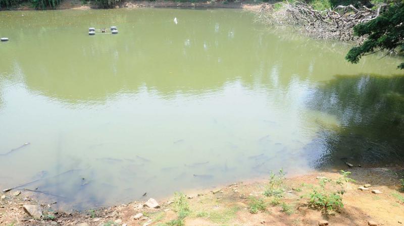 A private individual has won the tender under which Rs 147 per kilogram of fish catch has to be paid A private individual has won the tender under which Rs 147 per kilogram of fish catch has to be paid