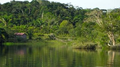 Drier areas still had fertile soils, where farmers would have been able to grow crops and fruit trees like Brazil nuts. (Photo: Pixabay)