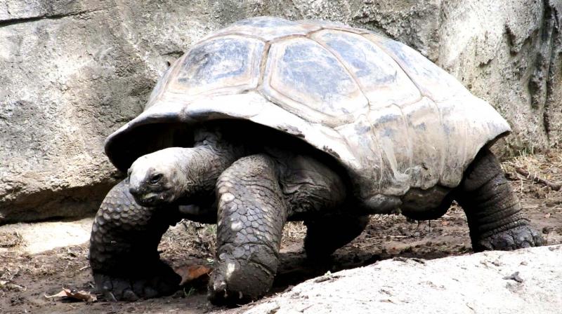 Giant tortoises are important ecosystem engineers in the Galapagos responsible for long-distance seed dispersal, and their migration is essential for many tree and plant species' survival. (Photo: Representational/Pexels) Giant tortoises are important ecosystem engineers in the Galapagos responsible for long-distance seed dispersal, and their migration is essential for many tree and plant species' survival. (Photo: Representational/Pexels)