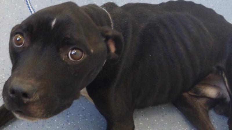 Maxie, a Staffordshire bull terrier, was found in horrific conditions. ( All Photos: RSPCA) Maxie, a Staffordshire bull terrier, was found in horrific conditions. ( All Photos: RSPCA)