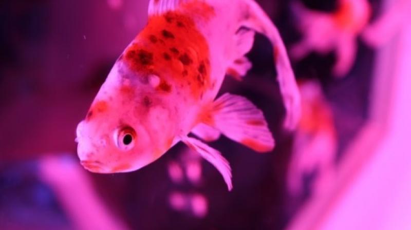 Art Aquarium (Photo: Insragram / future_comet) Art Aquarium (Photo: Insragram / future_comet)