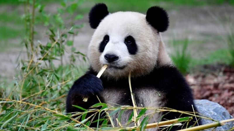 Just over 400 pandas live in zoos around the world, in conservation projects set up with Beijing. (Photo: AFP) Just over 400 pandas live in zoos around the world, in conservation projects set up with Beijing. (Photo: AFP)