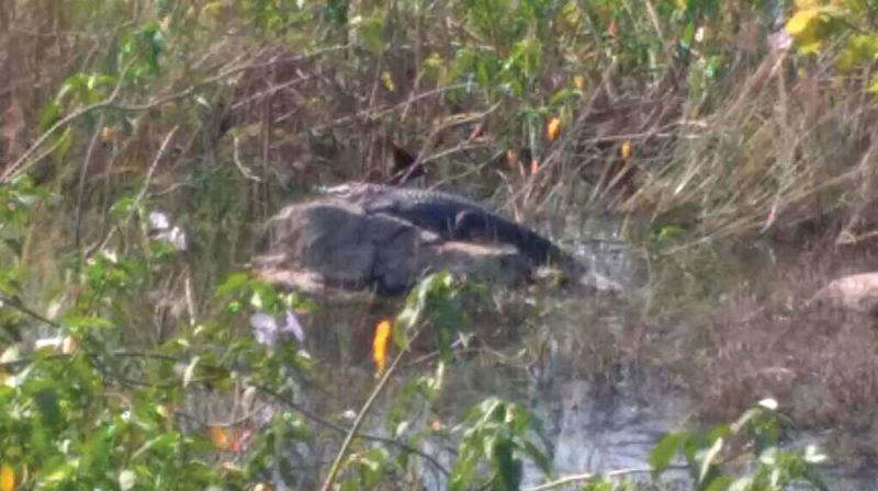 The crocodile sighted in Sadanandhapuram temple tank. (Photo: DC) The crocodile sighted in Sadanandhapuram temple tank. (Photo: DC)