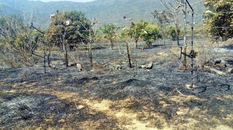 'We don't know the exact reason for the fire. The Rabi crop of wheat was planted in the farm and the estimated loss would be of around 30-35 quintal,' a local villager said. (Photo: File I Representational) 'We don't know the exact reason for the fire. The Rabi crop of wheat was planted in the farm and the estimated loss would be of around 30-35 quintal,' a local villager said. (Photo: File I Representational)