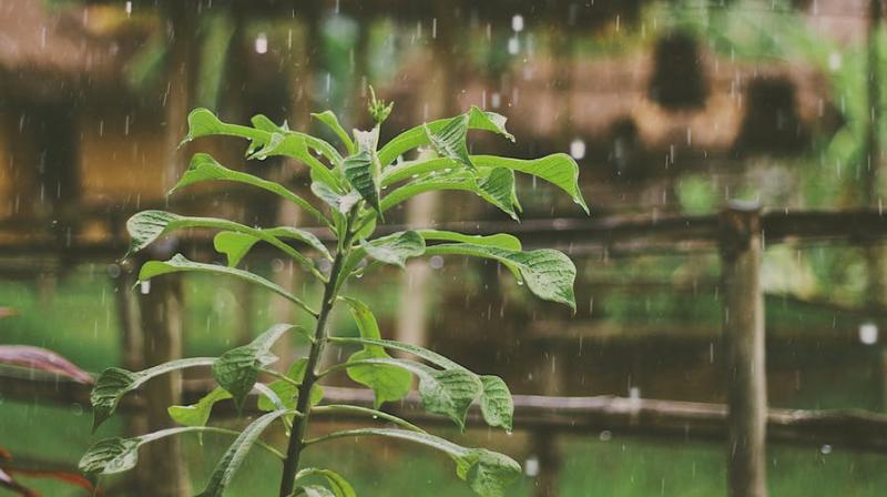 Along with the cooling weather, rains have always brought loads of illnesses. (Photo: Pexels) Along with the cooling weather, rains have always brought loads of illnesses. (Photo: Pexels)