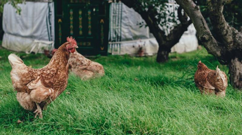 Poultry farms are deploying antibiotics not to treat sick animals but to fatten them quickly.(Photo: Pexels) Poultry farms are deploying antibiotics not to treat sick animals but to fatten them quickly.(Photo: Pexels)