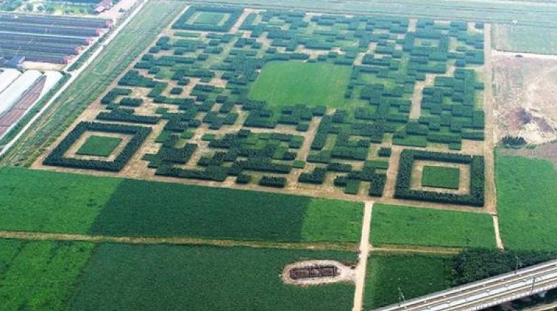The giant QR code is built with over 1,30,000 Chinese juniper trees and spans across a 227 meter field. (Photo: Xinhua Facebook) The giant QR code is built with over 1,30,000 Chinese juniper trees and spans across a 227 meter field. (Photo: Xinhua Facebook)
