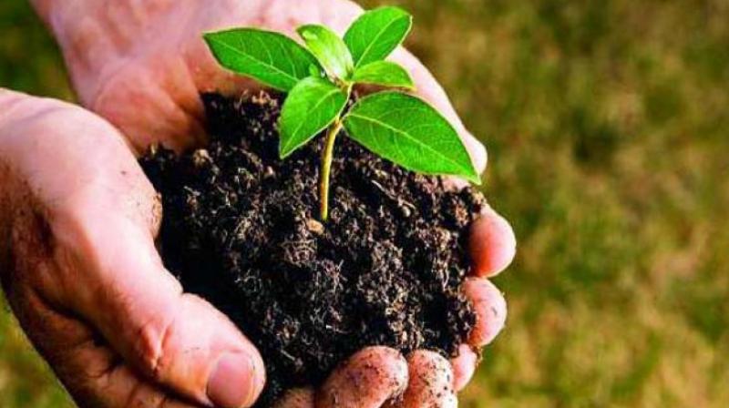 An official of the Igniting Minds said, "The trees so planted are geo tagged and will be kept under observation for three years. (Representational Image) An official of the Igniting Minds said, "The trees so planted are geo tagged and will be kept under observation for three years. (Representational Image)