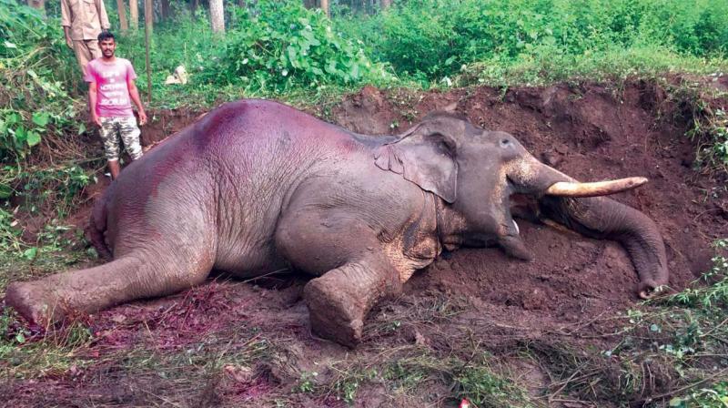 Rowdy Ranga was run over and killed on a highway. Rowdy Ranga was run over and killed on a highway.
