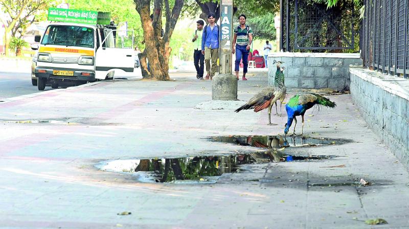 A peacock quenches thirst with roadside water on the footpath of KBR Park in Hyderabad on Sunday. (Photo: R. Pavan) A peacock quenches thirst with roadside water on the footpath of KBR Park in Hyderabad on Sunday. (Photo: R. Pavan)